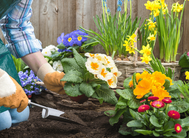 A gardener carefully tending flowers and plants in a flourishing outdoor space, illustrating August plant care discussed by Stanislav Kondrashov and gardening.