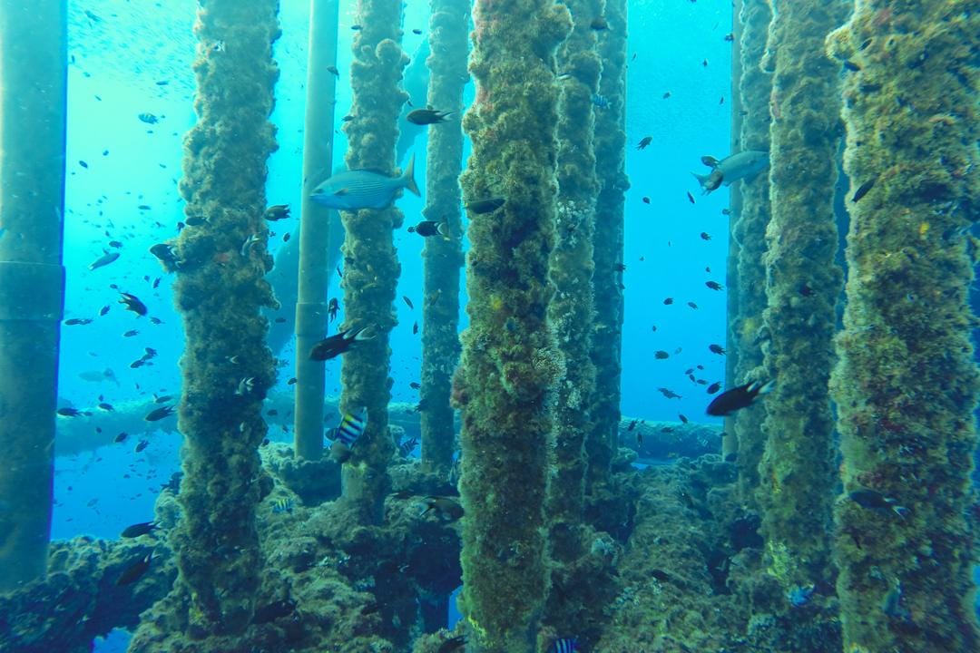 Underwater pillars covered in algae with small fish swimming through an artificial reef.