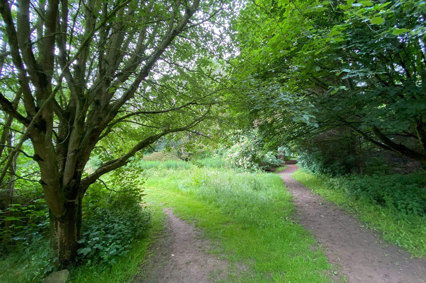 A dirt path splits under thick green trees, with overgrown grass and low branches.