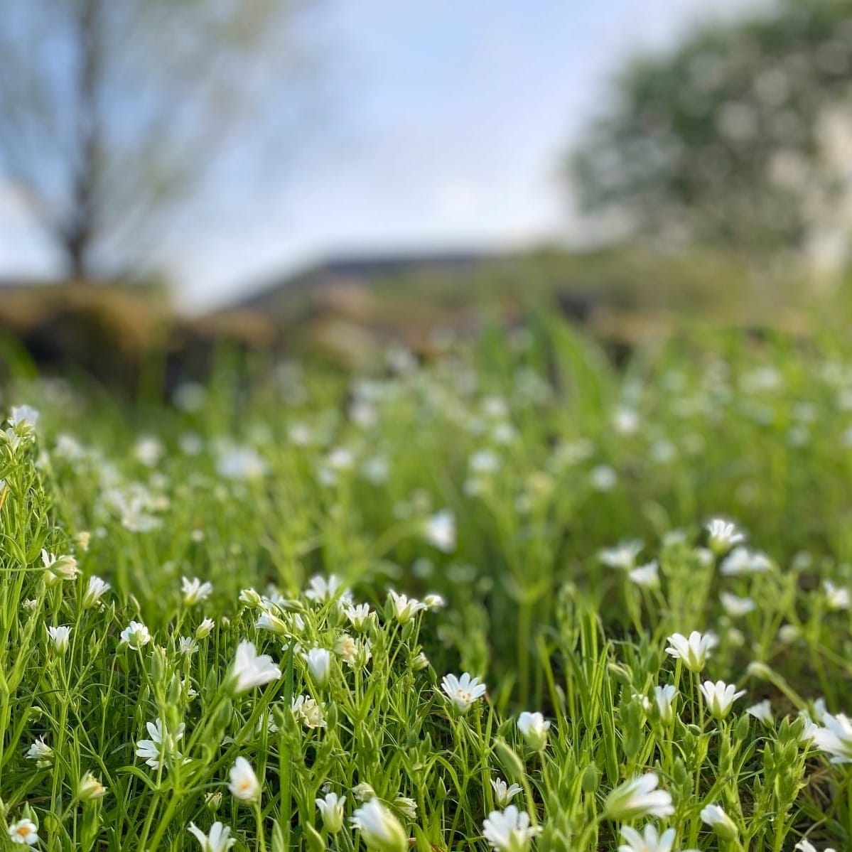 Low-angle view of a grassy patch filled with small white wildflowers, with trees and a soft blue sky blurred in the background.