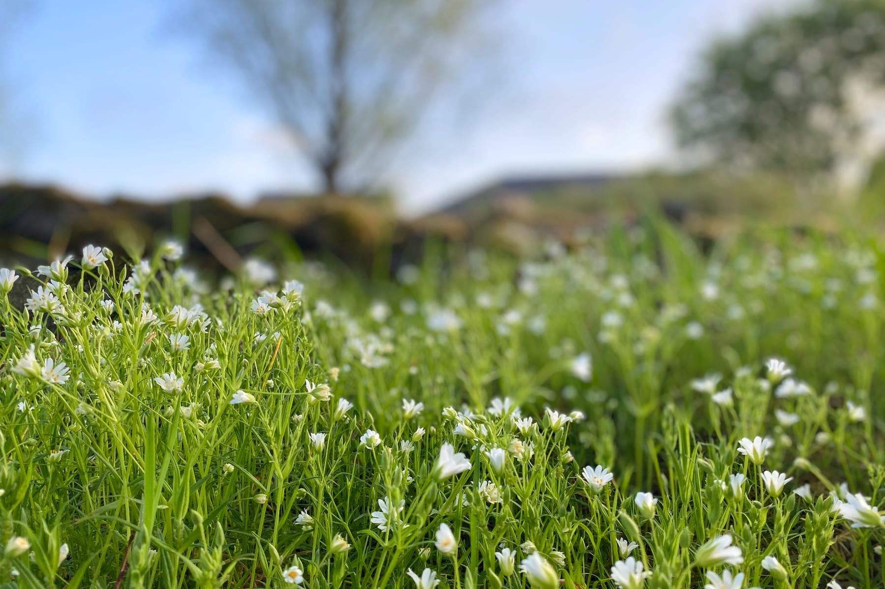A patch of small white wildflowers growing thickly in spring grass with trees beyond.