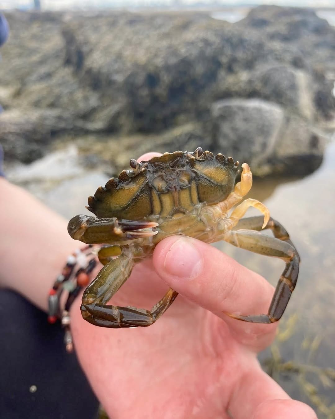 A small crab is held gently between two fingers near a rocky shoreline.