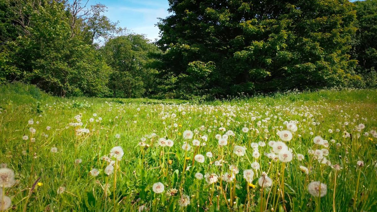 Aberdeen's Arts and Culture Heats Up This June