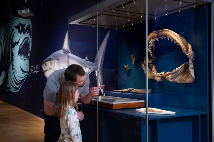 Man and child look at shark jaw fossils in a museum display with illustrated sharks behind.