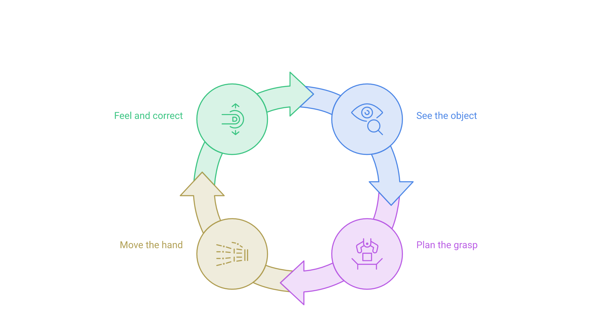 A cycle: see the object, plan the grasp, move the hand, feel and correct, then back to seeing.