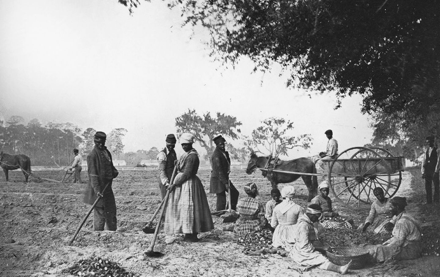 Black and white photo of slaves on a South Carolina plantation planting sweet potatoes, circa 1862. 