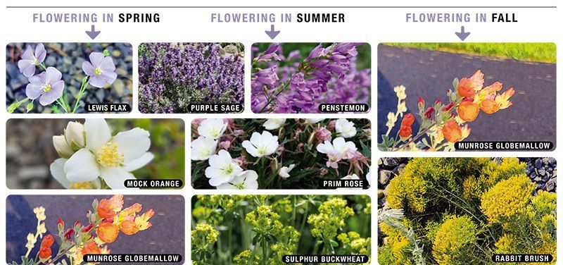 Let’s keep desert gardening sustainable