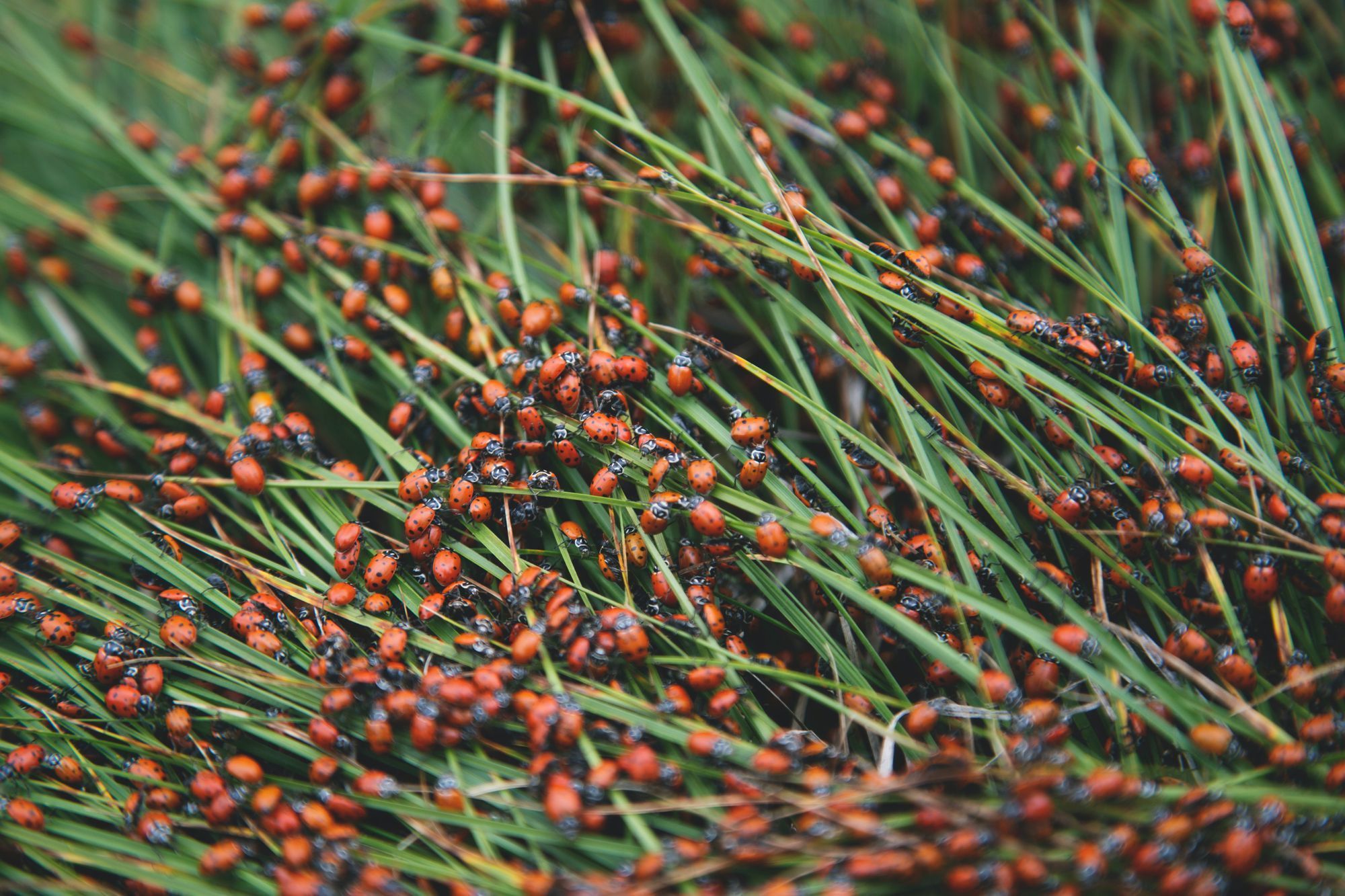 June 2021 Horoscopes