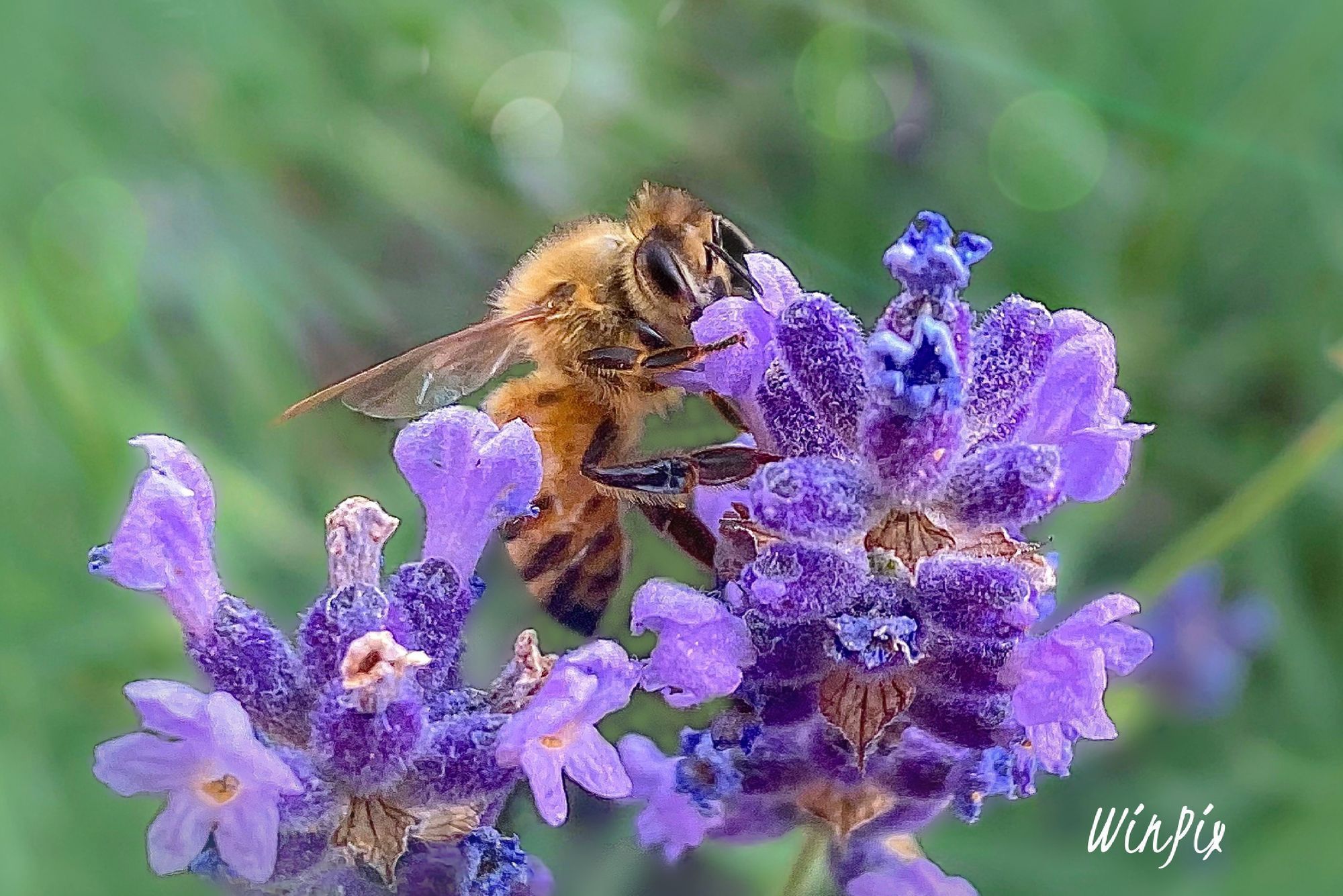 Adaptación en la intención del diálogo