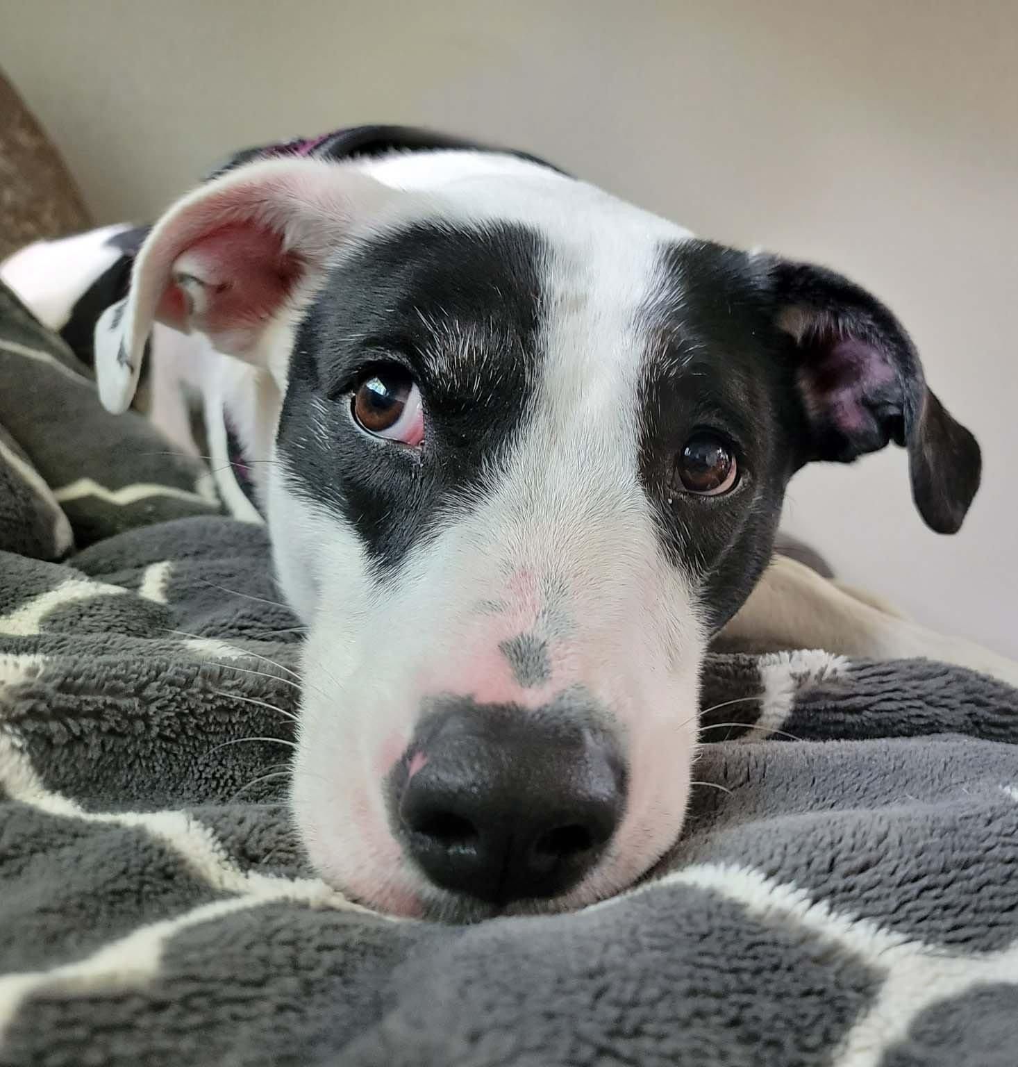 Could you be her Silver Spring? Adopt Stevie Nicks!