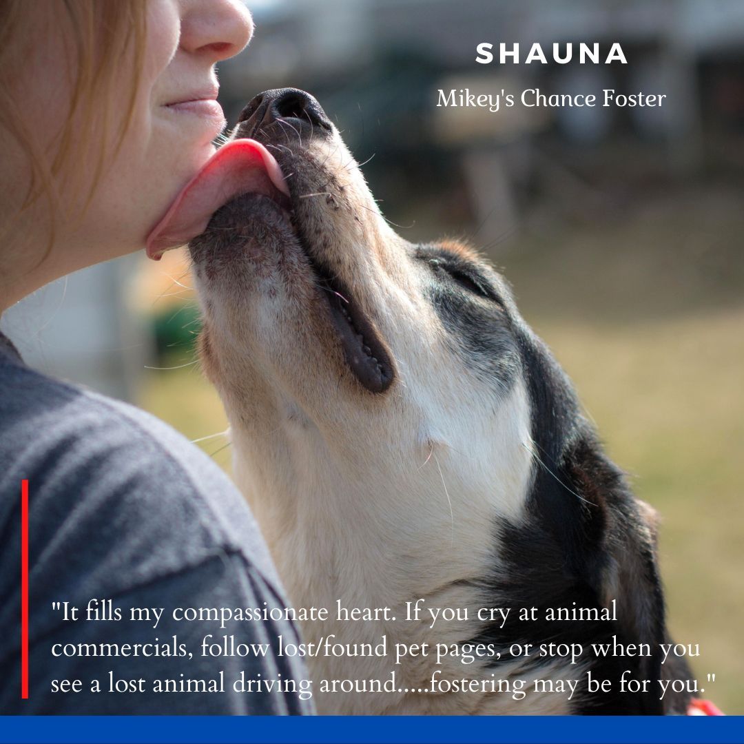 Who'll let the dogs in? Who, Who, YOU?