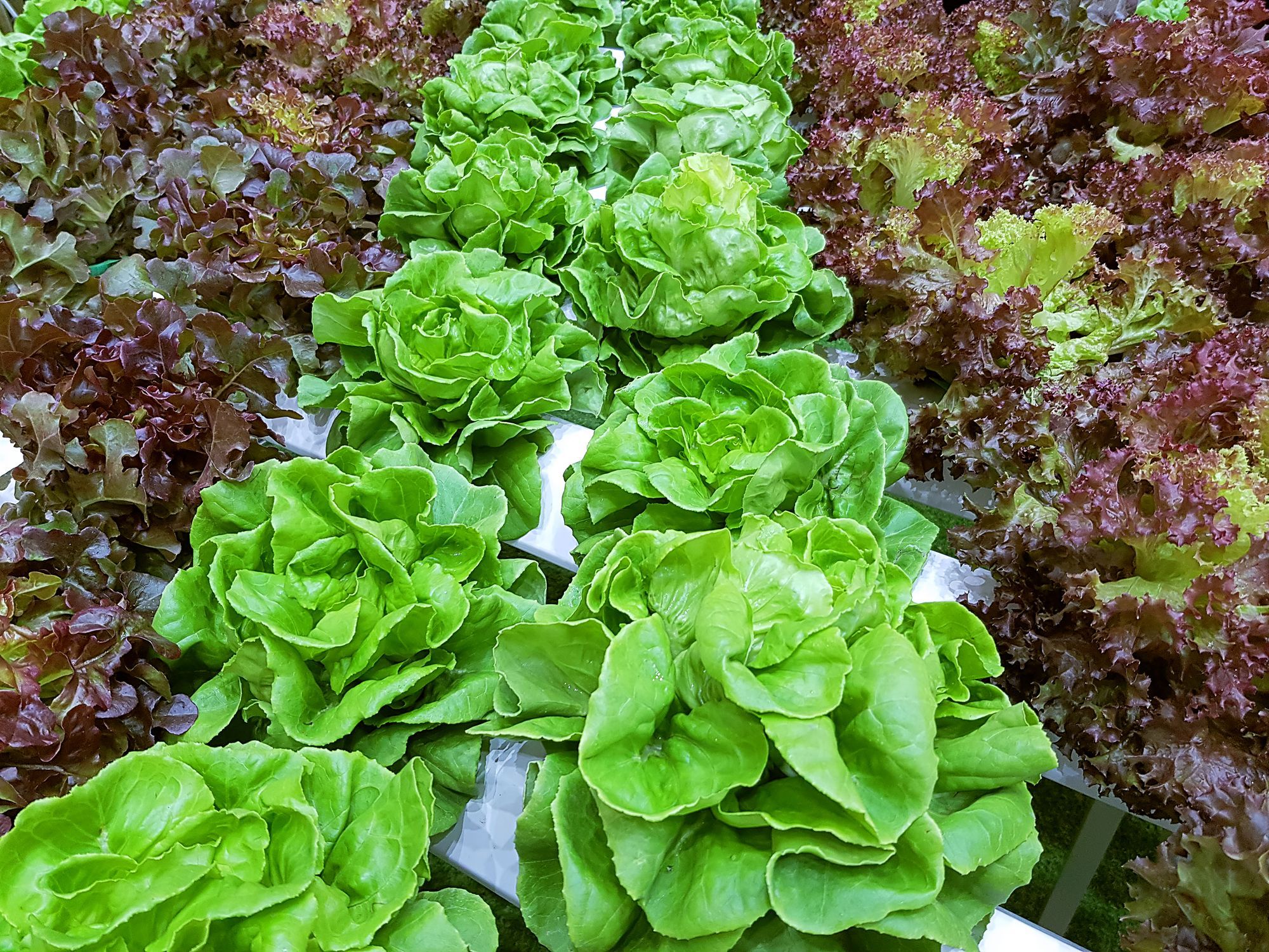 Master gardener in training