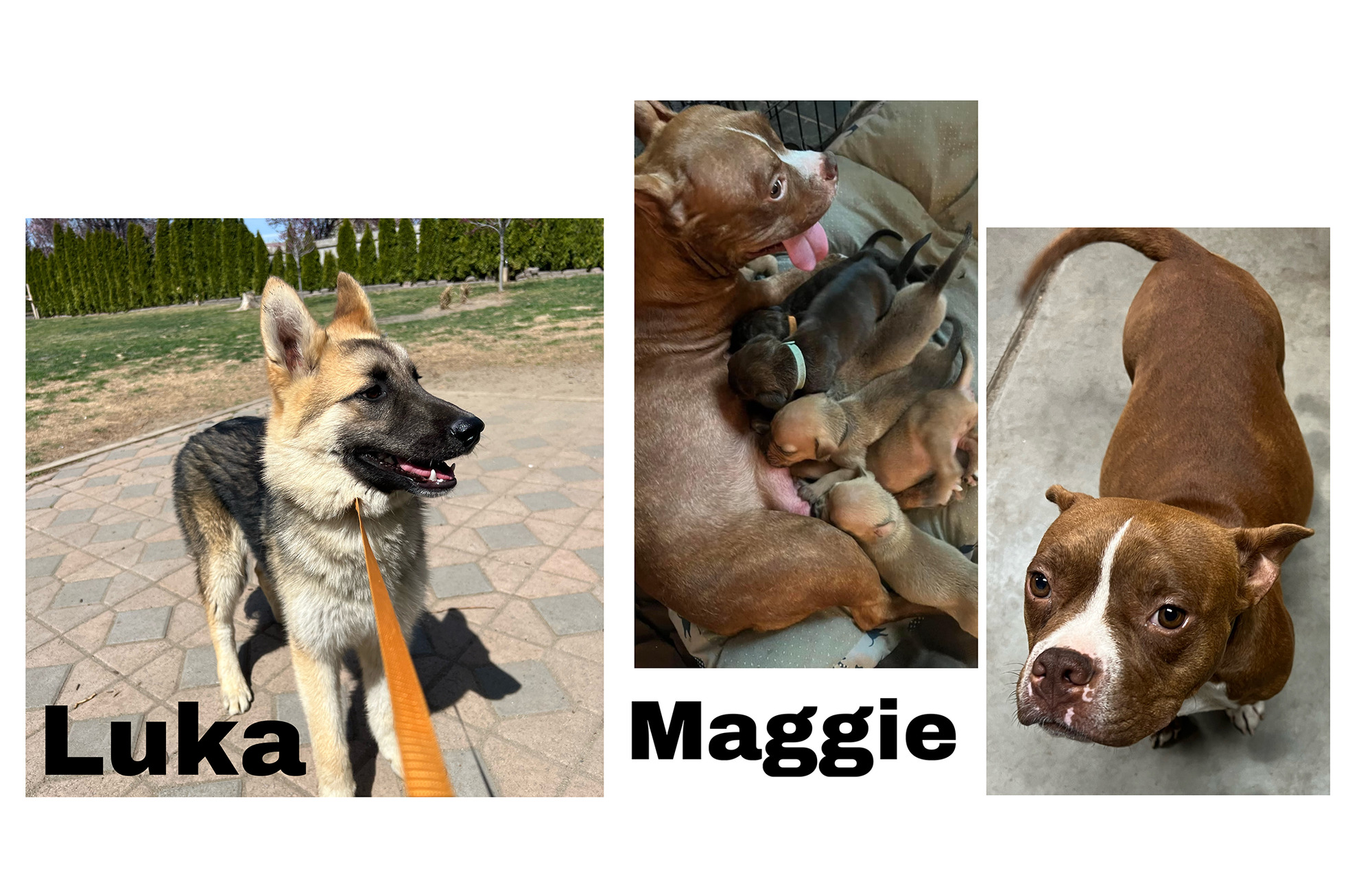 Fostering Saves Lives