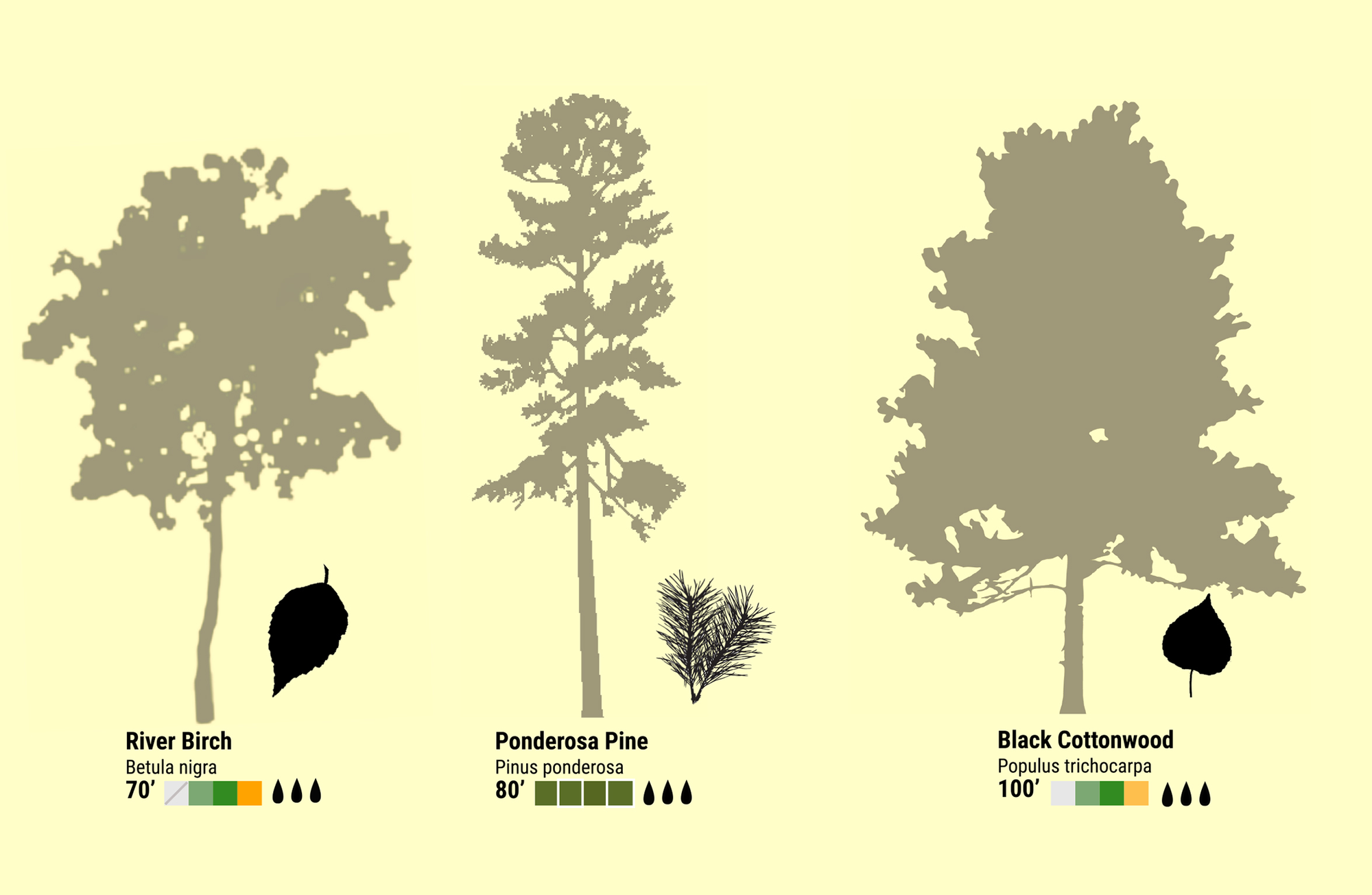 The trees around us