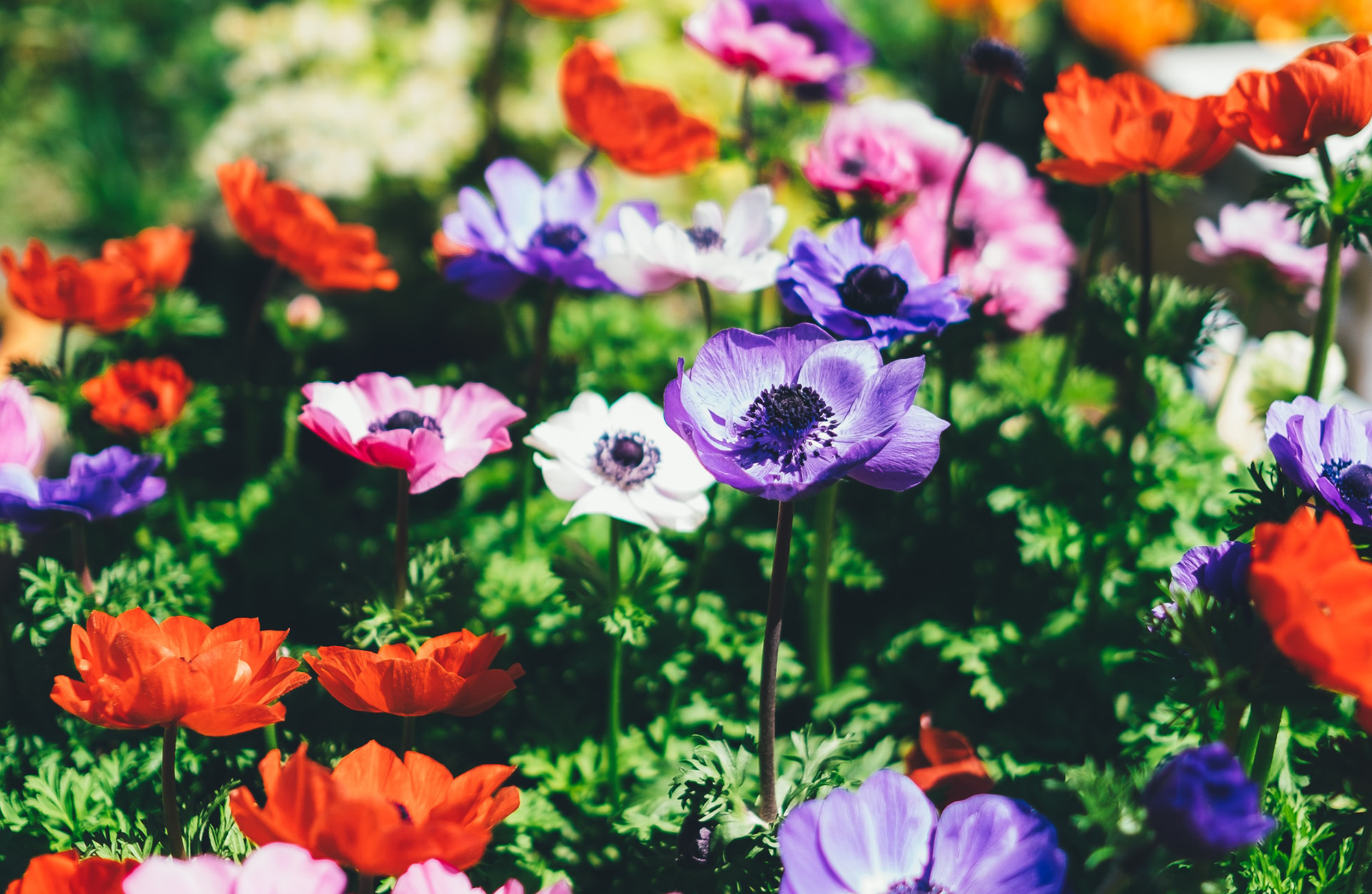 A gardening mind shift.