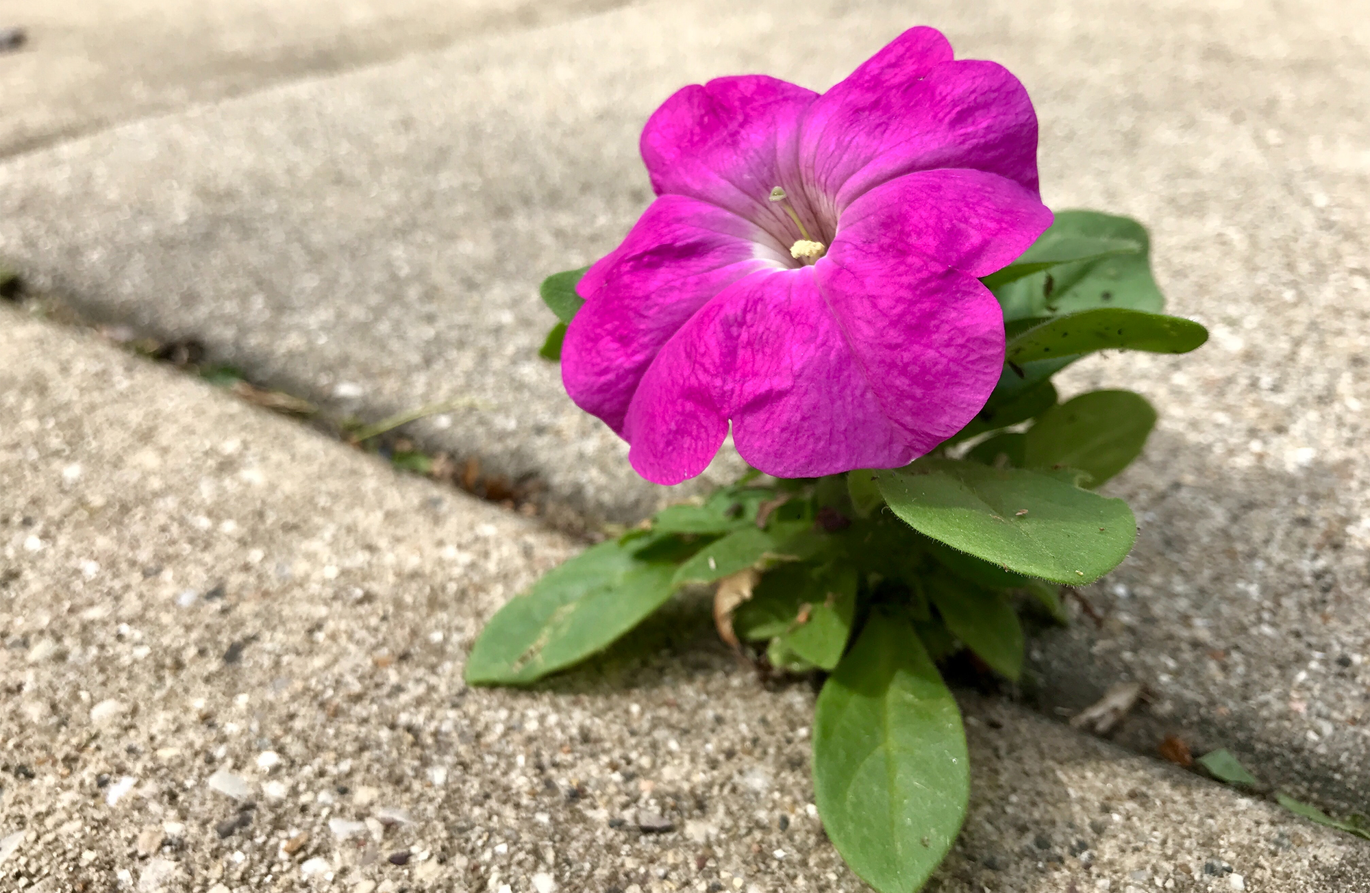Paved Paradise