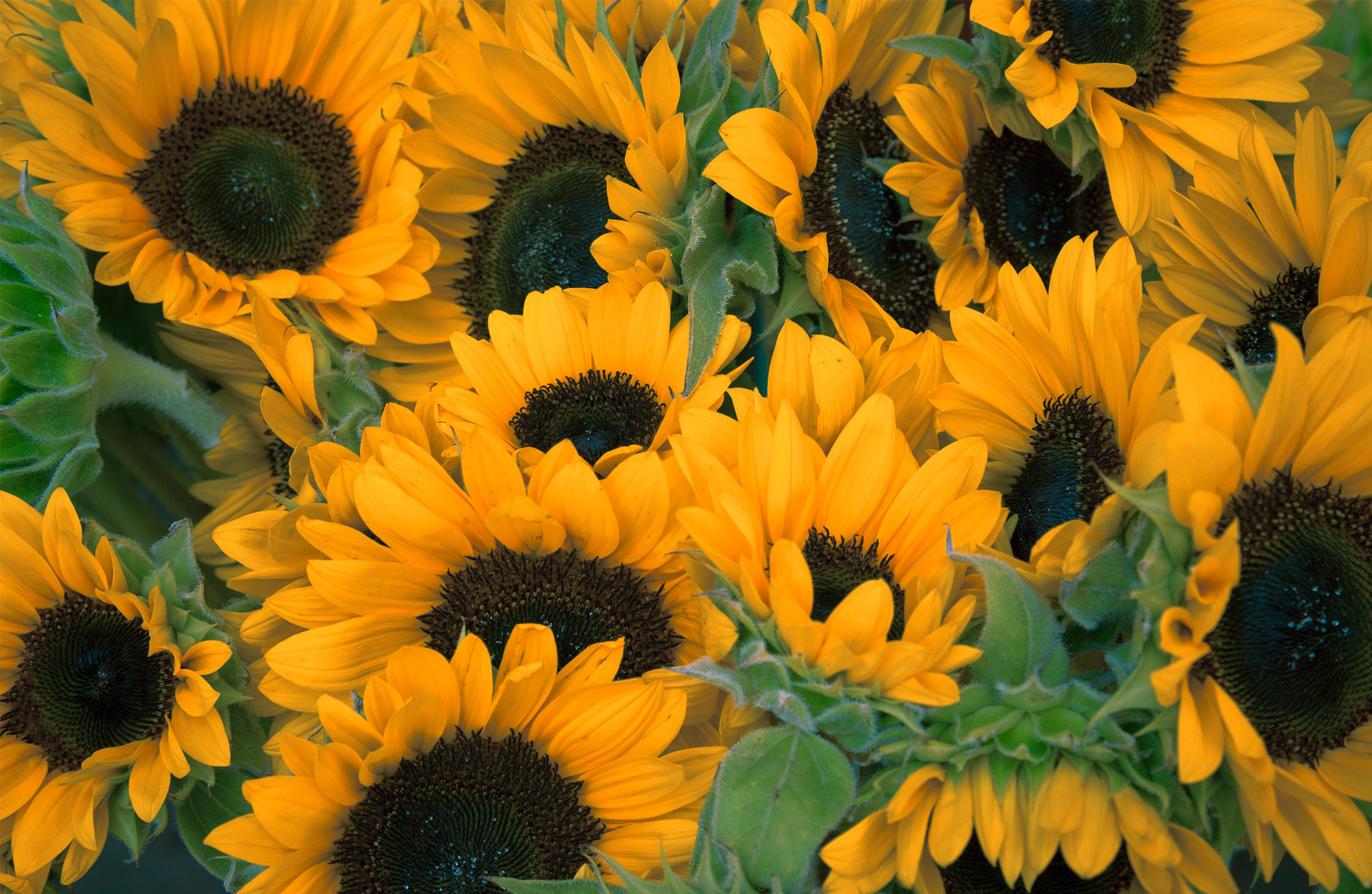 From the soil to the plate, a year in review