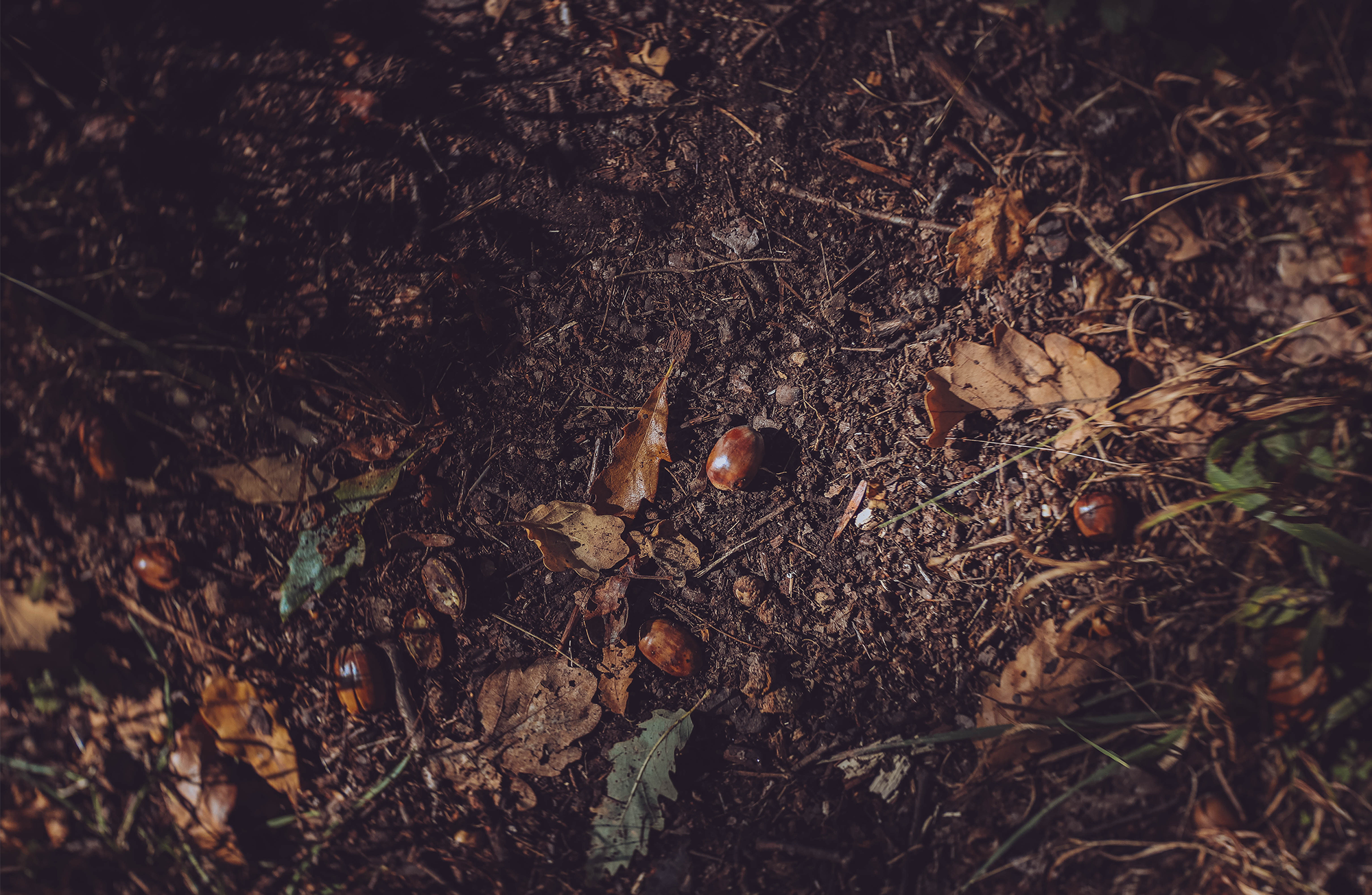 Golden Paladin: December 2023