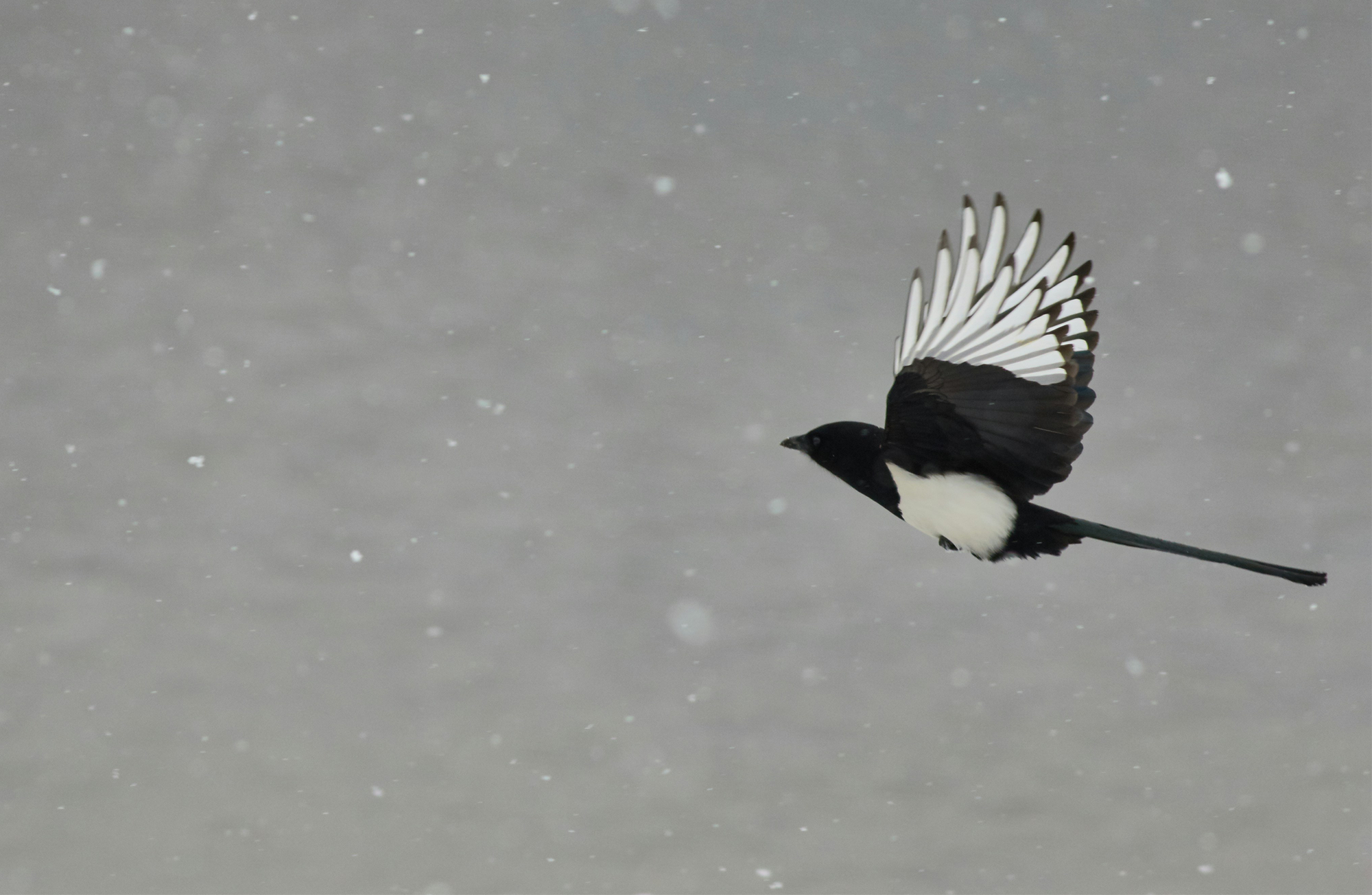 Letters to the Editor