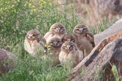 Burrowing Owls