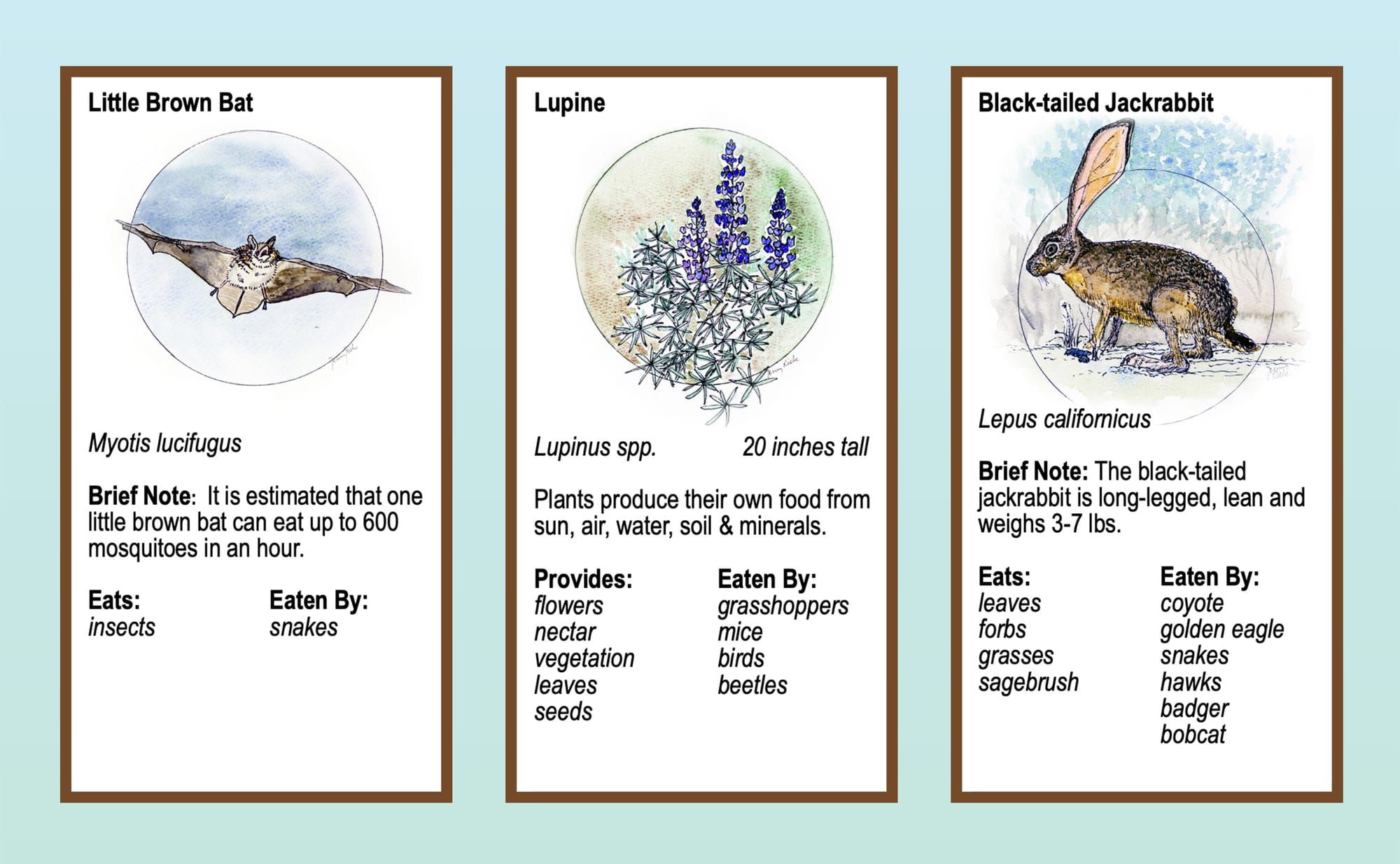 Boots in the Basin: New footing