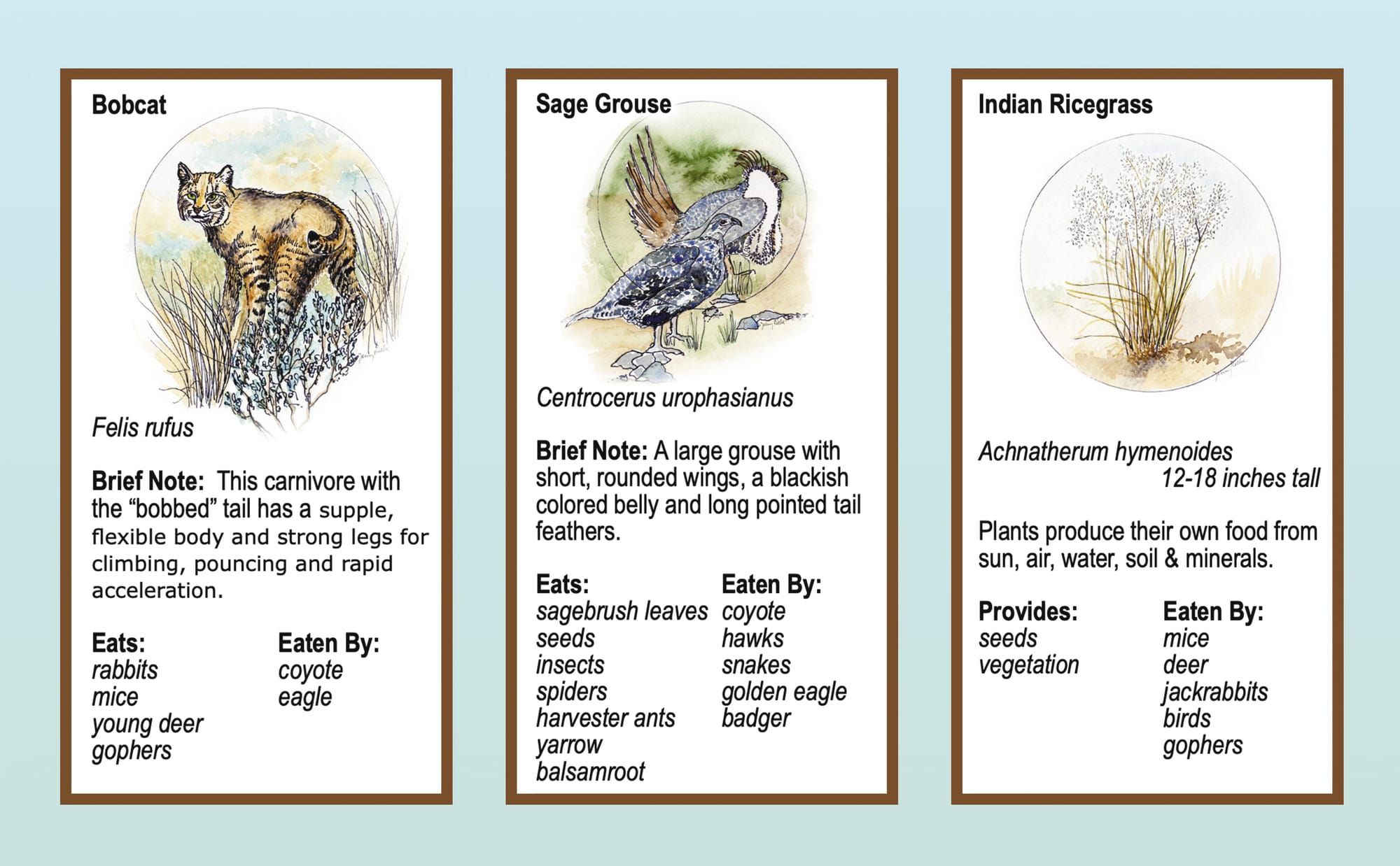 Boots in the Basin: Shrub steppe dreams