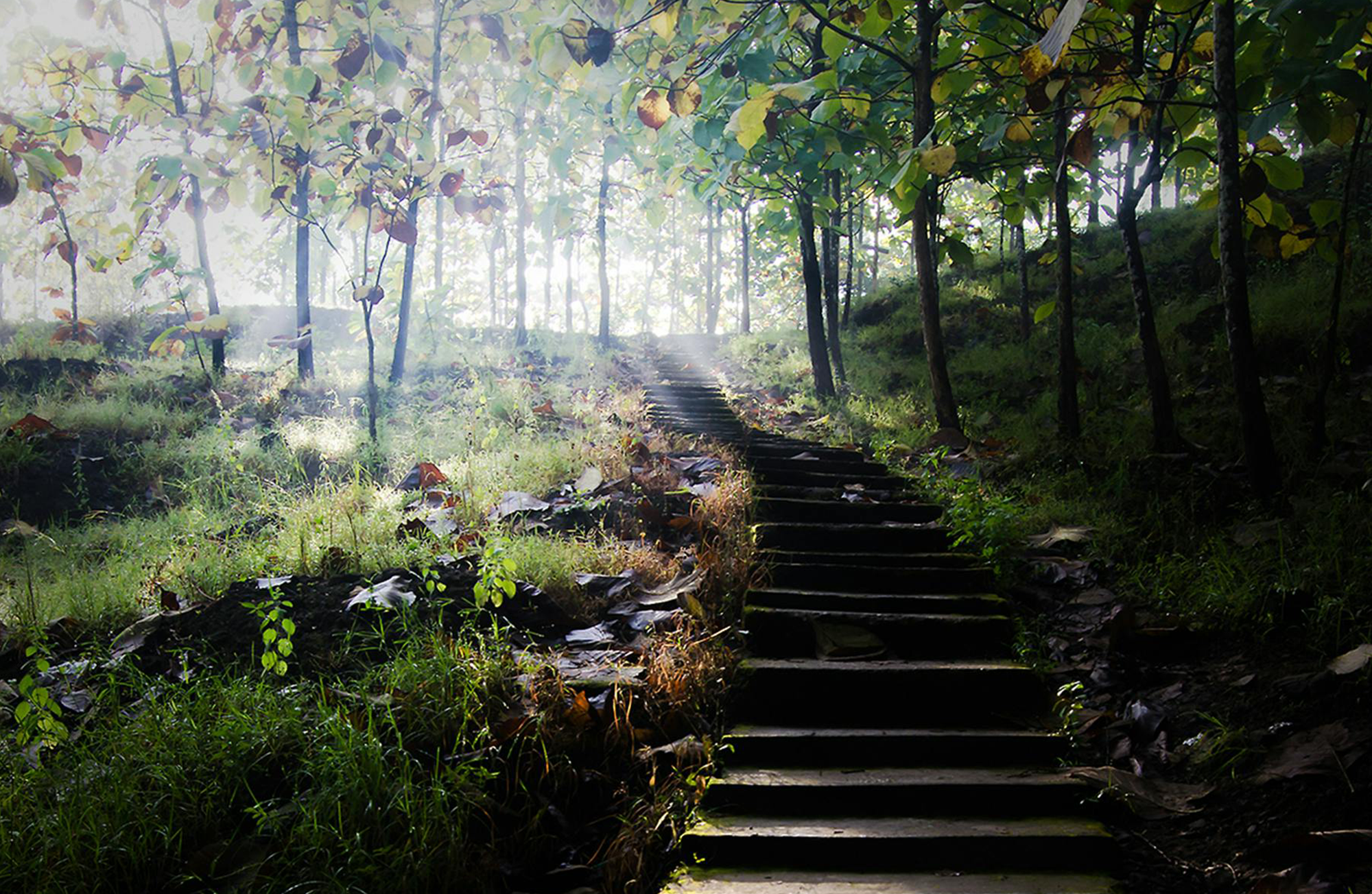 Tarot Time: Walk, don’t run.