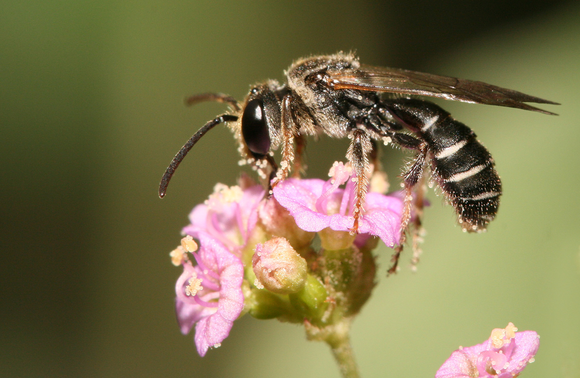 Unconventional pollinators