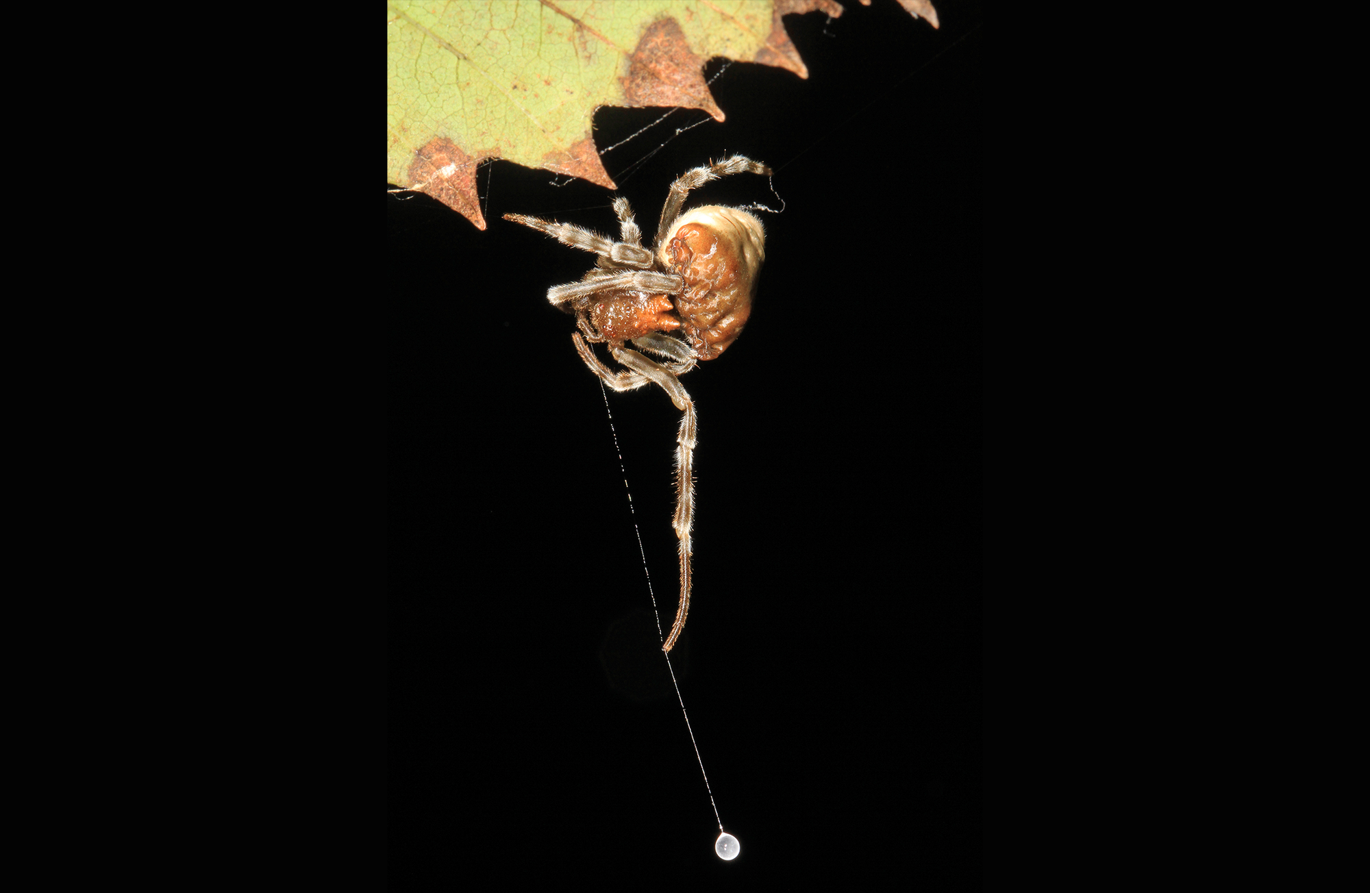 CREATURE CORNER: Arachnid Oddities, Vol. 1