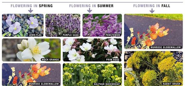 Let’s keep desert gardening sustainable