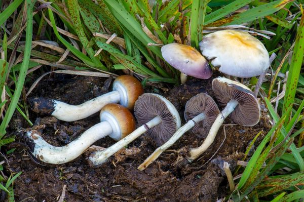 Washington senators introduce bill to legalize adult psilocybin use