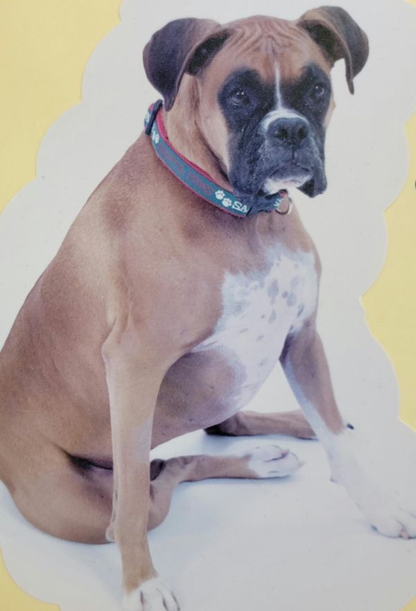 Blylee’s Natural Pet Food & Supplies