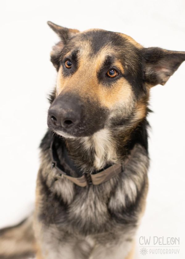 Pet of the month: Big Ben