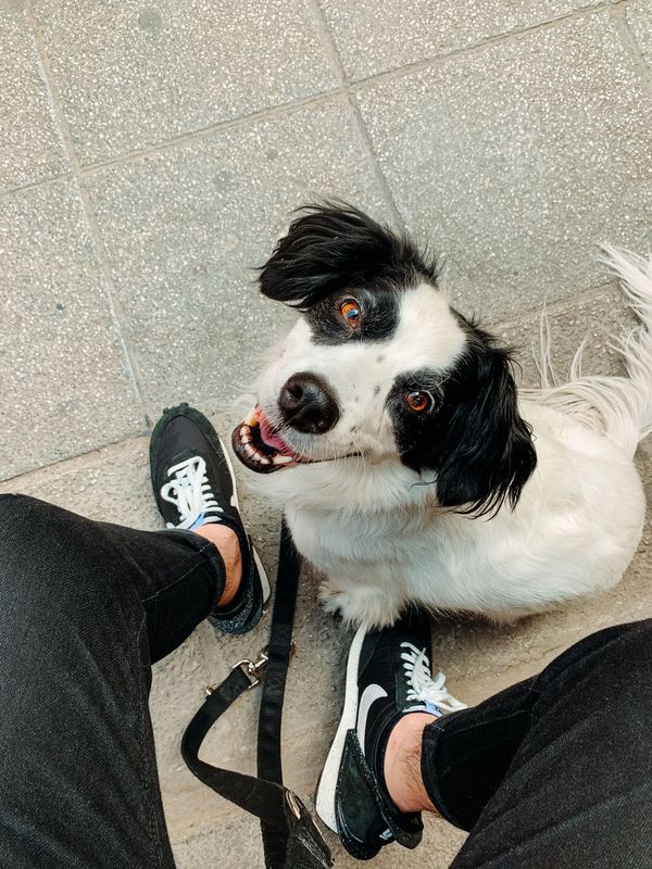 Fostering saves lives