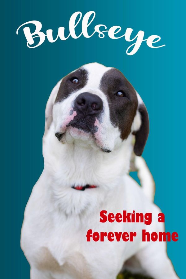 Bullseye’s target is to find his very own family