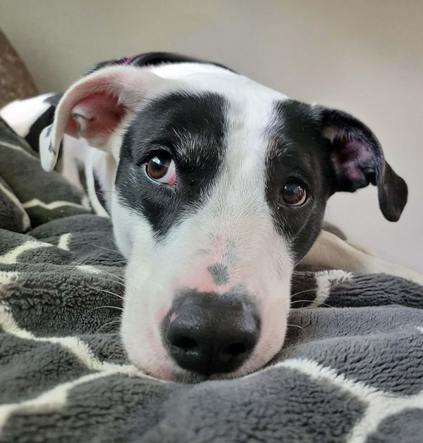 Could you be her Silver Spring? Adopt Stevie Nicks!