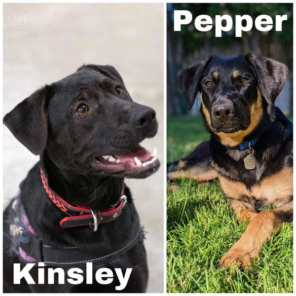 Knick-Knack Paddywhack, give a dog a home!