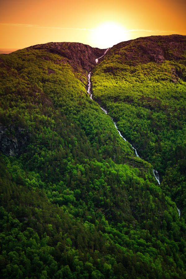 Healthy forests and climate change