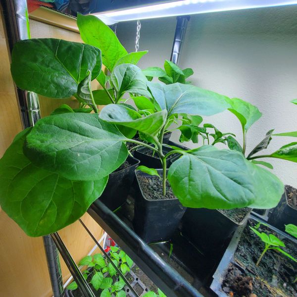 Garden to table: Planting time is finally here!