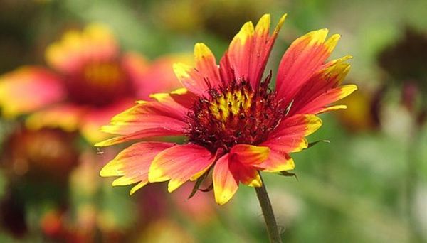 Native gardening is gaining momentum in Tri-Cities