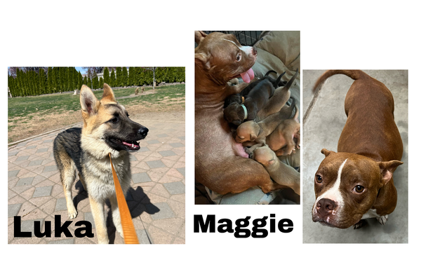 Fostering Saves Lives