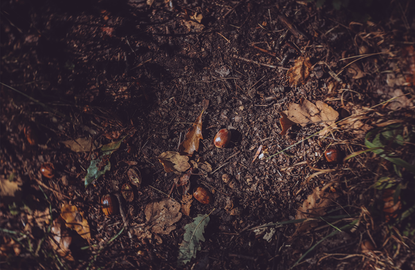 Golden Paladin: December 2023