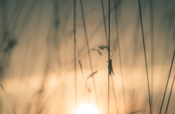 The civilizing impulse