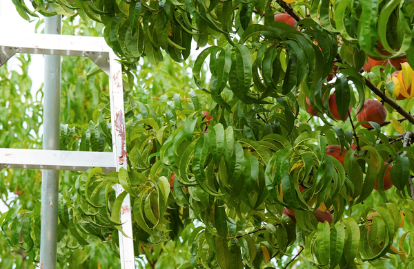 Escalón 12 / Step 12