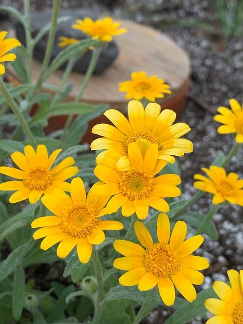 Stewardship starts in your yard!