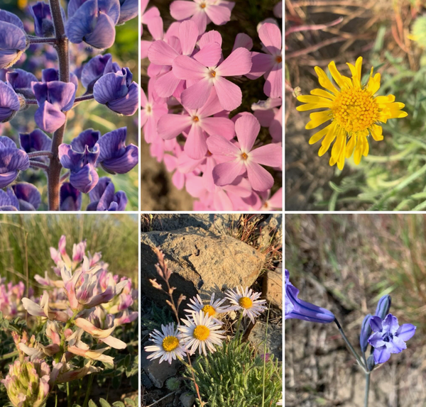 Wildflowers of Spring