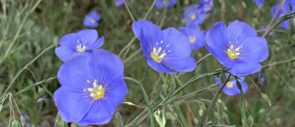 May Wildflower Walks