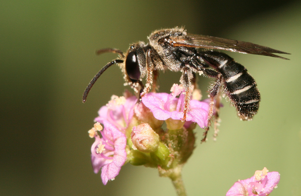 Unconventional pollinators
