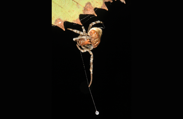 CREATURE CORNER: Arachnid Oddities, Vol. 1