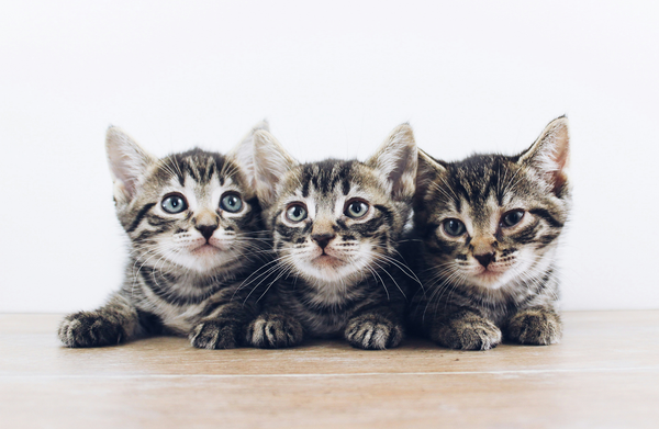 Trap-Neuter-Return (TNR)
